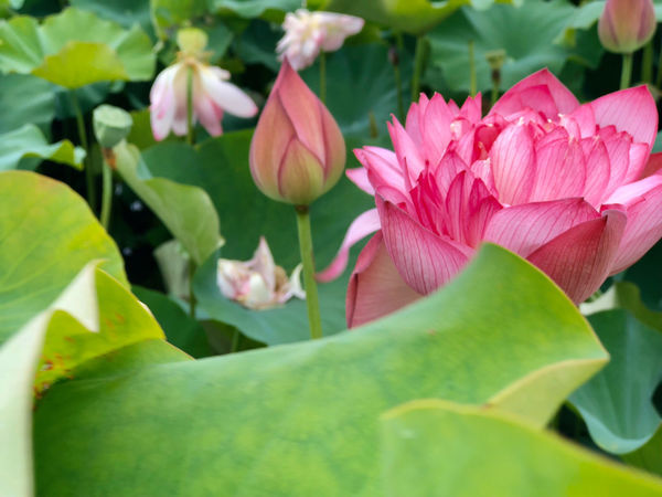 金山一日輕旅行,私房景點大公開/鹿羽松牧場、中角灣沙灘、還有蓮花季賞蓮花、好吃好玩都在這一篇