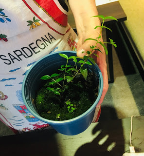 [台北美食] Domo De Sardegna義大利傳統餐酒館｜台灣首間正宗薩丁尼亞菜單及酒單的義大利餐廳，來自薩丁尼亞傳統道地的好味道！