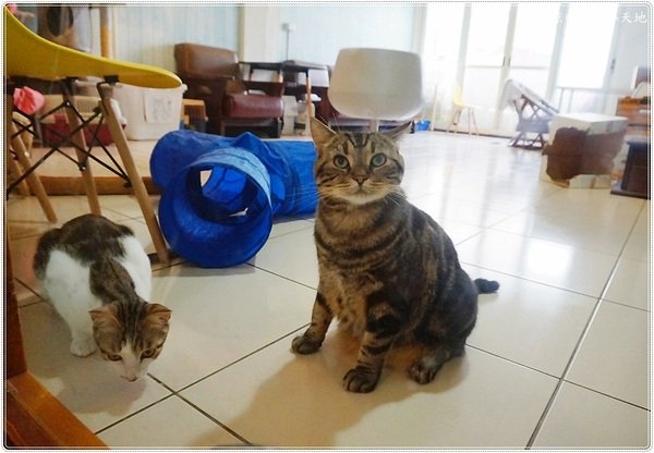 樂樂咪小廚房Love Love Mi house:樂樂咪小廚房║緊鄰美術館綠園道,精緻複合式餐飲、放鬆享受好