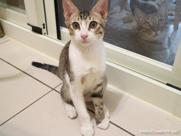 樂樂咪小廚房Love Love Mi house:台中美食│樂樂咪小廚房〃台中寵物友善餐廳,餐點超好吃,三樓還有貓咪中途之家,歡迎有心人認養~