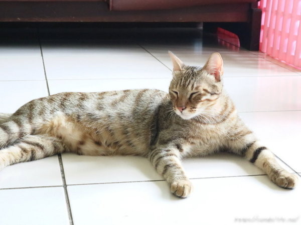 樂樂咪小廚房Love Love Mi house:台中美食│樂樂咪小廚房〃台中寵物友善餐廳,餐點超好吃,三樓還有貓咪中途之家,歡迎有心人認養~