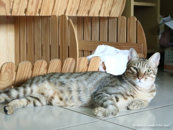 樂樂咪小廚房Love Love Mi house:台中美食│樂樂咪小廚房〃台中寵物友善餐廳,餐點超好吃,三樓還有貓咪中途之家,歡迎有心人認養~