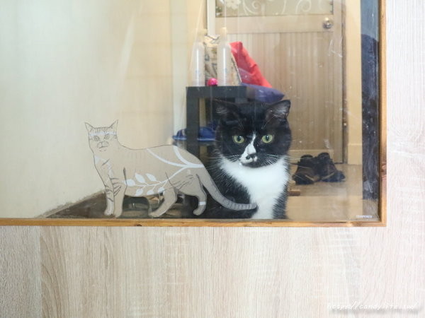 樂樂咪小廚房Love Love Mi house:台中美食│樂樂咪小廚房〃台中寵物友善餐廳,餐點超好吃,三樓還有貓咪中途之家,歡迎有心人認養~