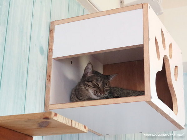 樂樂咪小廚房Love Love Mi house:台中美食│樂樂咪小廚房〃台中寵物友善餐廳,餐點超好吃,三樓還有貓咪中途之家,歡迎有心人認養~