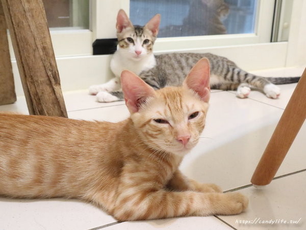 樂樂咪小廚房Love Love Mi house:台中美食│樂樂咪小廚房〃台中寵物友善餐廳,餐點超好吃,三樓還有貓咪中途之家,歡迎有心人認養~