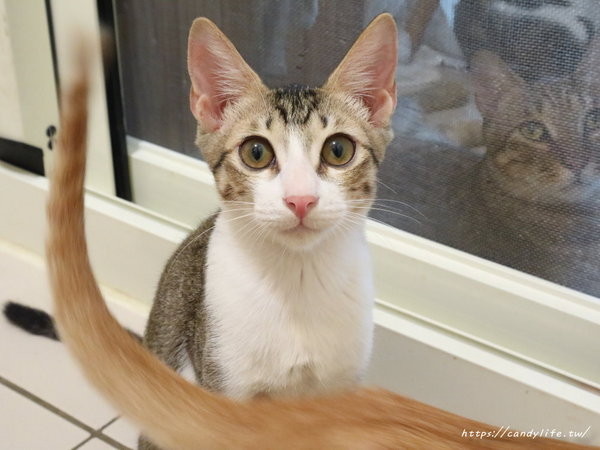 樂樂咪小廚房Love Love Mi house:台中美食│樂樂咪小廚房〃台中寵物友善餐廳,餐點超好吃,三樓還有貓咪中途之家,歡迎有心人認養~