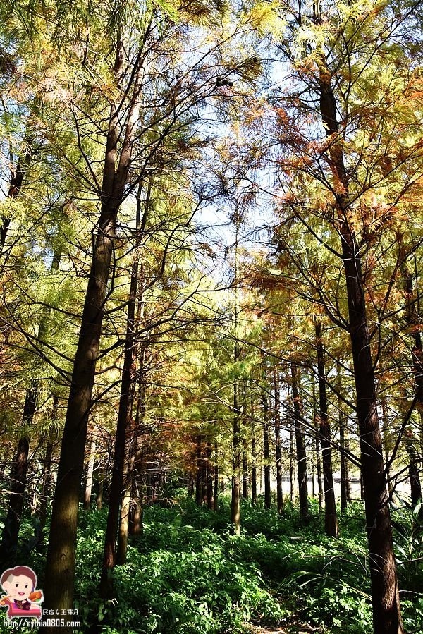 桃園楊梅景點-楊梅落羽松祕境-隱藏版的夢幻落羽松森林來了，超療癒祕境好好拍，假日來瘋狂拍照吧 @民宿女王芽月-美食.旅遊.全台趴趴走