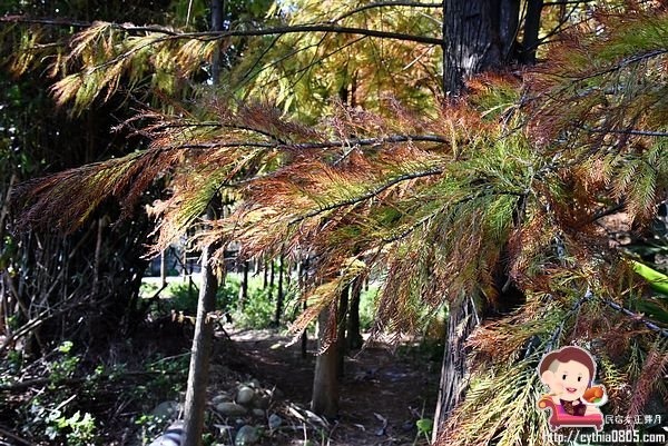 桃園楊梅景點-楊梅落羽松祕境-隱藏版的夢幻落羽松森林來了，超療癒祕境好好拍，假日來瘋狂拍照吧 @民宿女王芽月-美食.旅遊.全台趴趴走