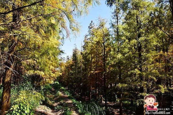 桃園楊梅景點-楊梅落羽松祕境-隱藏版的夢幻落羽松森林來了，超療癒祕境好好拍，假日來瘋狂拍照吧 @民宿女王芽月-美食.旅遊.全台趴趴走