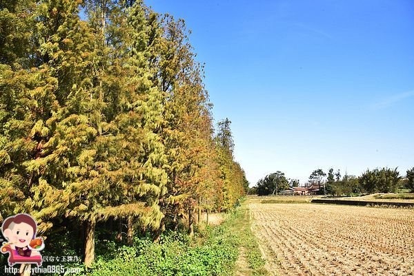 桃園楊梅景點-楊梅落羽松祕境-隱藏版的夢幻落羽松森林來了，超療癒祕境好好拍，假日來瘋狂拍照吧 @民宿女王芽月-美食.旅遊.全台趴趴走