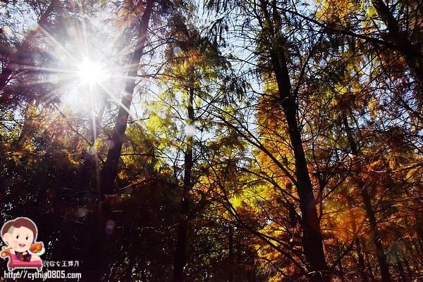桃園楊梅景點-楊梅落羽松祕境-隱藏版的夢幻落羽松森林來了，超療癒祕境好好拍，假日來瘋狂拍照吧 @民宿女王芽月-美食.旅遊.全台趴趴走