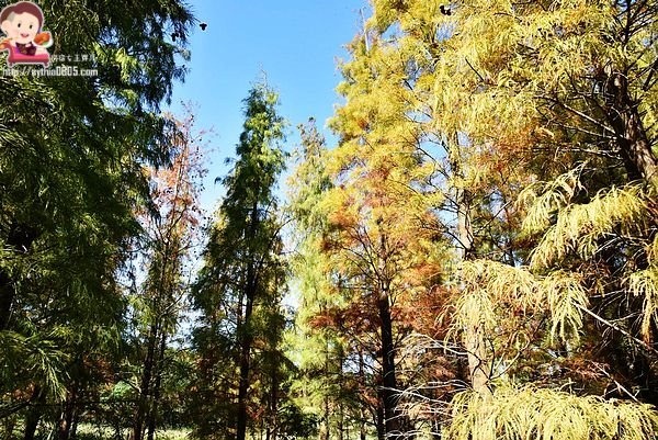 桃園楊梅景點-楊梅落羽松祕境-隱藏版的夢幻落羽松森林來了，超療癒祕境好好拍，假日來瘋狂拍照吧 @民宿女王芽月-美食.旅遊.全台趴趴走