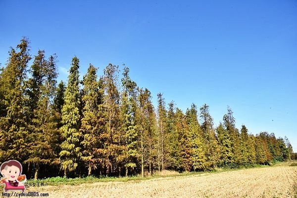 桃園楊梅景點-楊梅落羽松祕境-隱藏版的夢幻落羽松森林來了，超療癒祕境好好拍，假日來瘋狂拍照吧 @民宿女王芽月-美食.旅遊.全台趴趴走