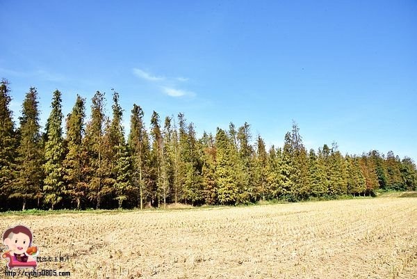 桃園楊梅景點-楊梅落羽松祕境-隱藏版的夢幻落羽松森林來了，超療癒祕境好好拍，假日來瘋狂拍照吧 @民宿女王芽月-美食.旅遊.全台趴趴走