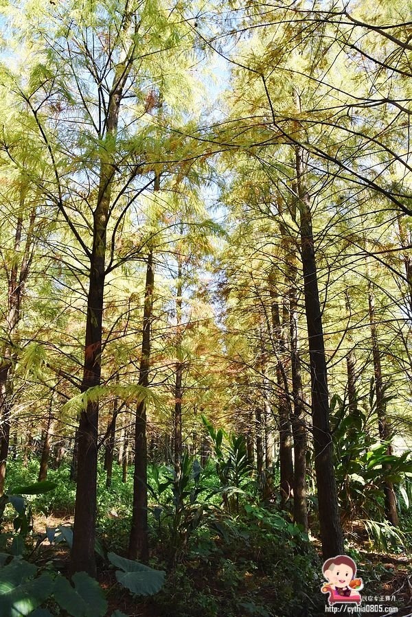 桃園楊梅景點-楊梅落羽松祕境-隱藏版的夢幻落羽松森林來了，超療癒祕境好好拍，假日來瘋狂拍照吧 @民宿女王芽月-美食.旅遊.全台趴趴走