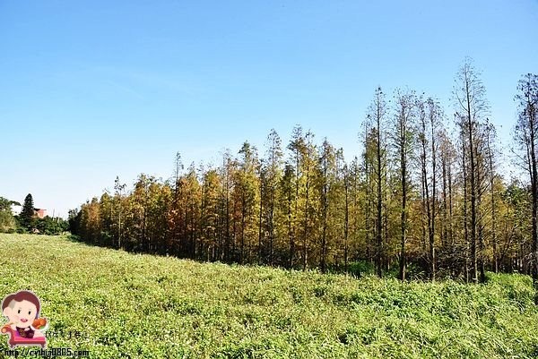 桃園楊梅景點-楊梅落羽松祕境-隱藏版的夢幻落羽松森林來了，超療癒祕境好好拍，假日來瘋狂拍照吧 @民宿女王芽月-美食.旅遊.全台趴趴走
