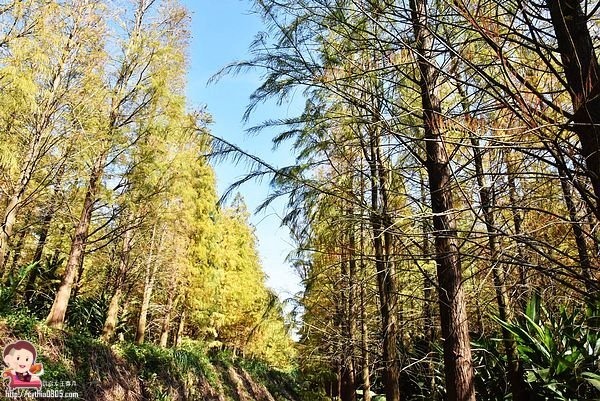 桃園楊梅景點-楊梅落羽松祕境-隱藏版的夢幻落羽松森林來了，超療癒祕境好好拍，假日來瘋狂拍照吧 @民宿女王芽月-美食.旅遊.全台趴趴走