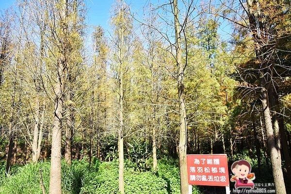 桃園楊梅景點-楊梅落羽松祕境-隱藏版的夢幻落羽松森林來了，超療癒祕境好好拍，假日來瘋狂拍照吧 @民宿女王芽月-美食.旅遊.全台趴趴走
