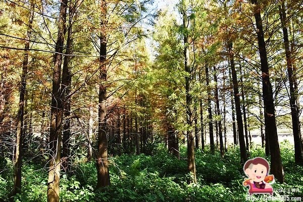 桃園楊梅景點-楊梅落羽松祕境-隱藏版的夢幻落羽松森林來了，超療癒祕境好好拍，假日來瘋狂拍照吧 @民宿女王芽月-美食.旅遊.全台趴趴走