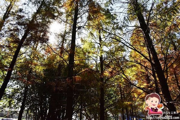 桃園楊梅景點-楊梅落羽松祕境-隱藏版的夢幻落羽松森林來了，超療癒祕境好好拍，假日來瘋狂拍照吧 @民宿女王芽月-美食.旅遊.全台趴趴走