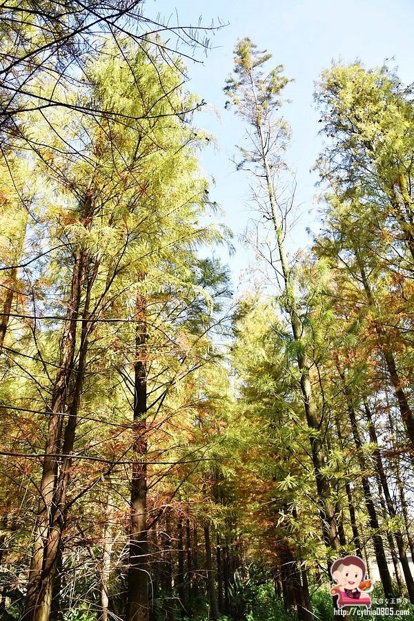 桃園楊梅景點-楊梅落羽松祕境-隱藏版的夢幻落羽松森林來了，超療癒祕境好好拍，假日來瘋狂拍照吧 @民宿女王芽月-美食.旅遊.全台趴趴走