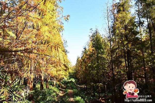 桃園楊梅景點-楊梅落羽松祕境-隱藏版的夢幻落羽松森林來了，超療癒祕境好好拍，假日來瘋狂拍照吧 @民宿女王芽月-美食.旅遊.全台趴趴走