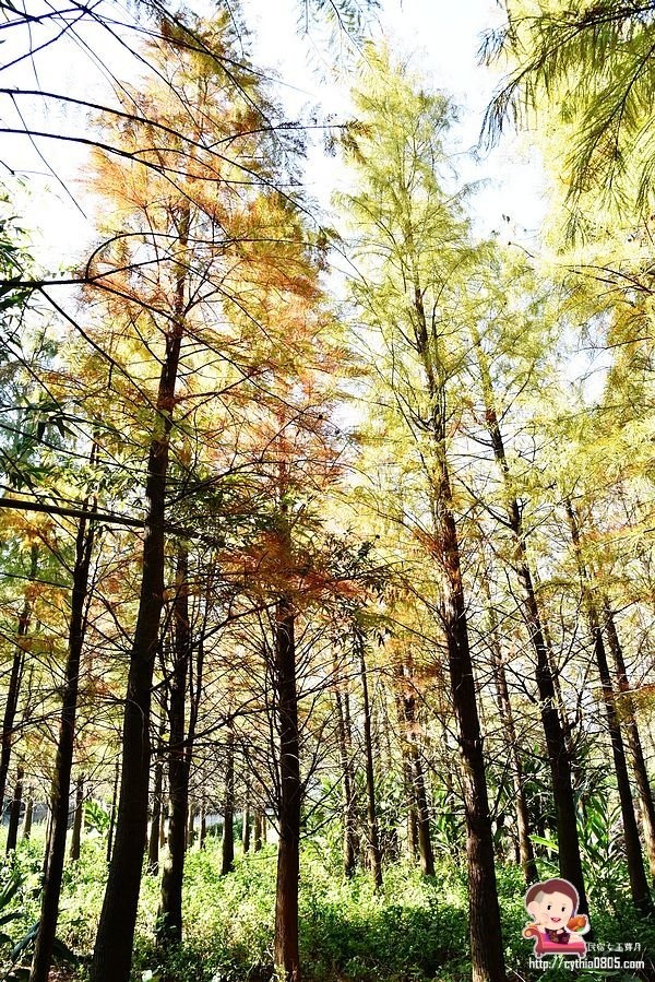 桃園楊梅景點-楊梅落羽松祕境-隱藏版的夢幻落羽松森林來了，超療癒祕境好好拍，假日來瘋狂拍照吧 @民宿女王芽月-美食.旅遊.全台趴趴走