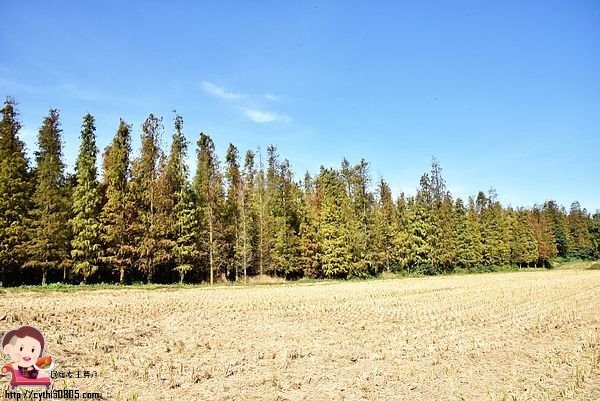 桃園楊梅景點-楊梅落羽松祕境-隱藏版的夢幻落羽松森林來了，超療癒祕境好好拍，假日來瘋狂拍照吧 @民宿女王芽月-美食.旅遊.全台趴趴走