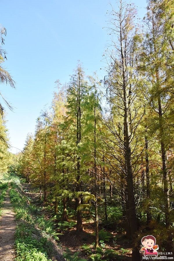 桃園楊梅景點-楊梅落羽松祕境-隱藏版的夢幻落羽松森林來了，超療癒祕境好好拍，假日來瘋狂拍照吧 @民宿女王芽月-美食.旅遊.全台趴趴走