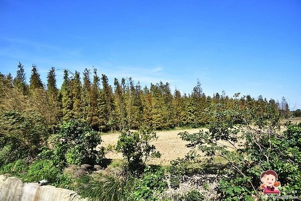 桃園楊梅景點-楊梅落羽松祕境-隱藏版的夢幻落羽松森林來了，超療癒祕境好好拍，假日來瘋狂拍照吧 @民宿女王芽月-美食.旅遊.全台趴趴走