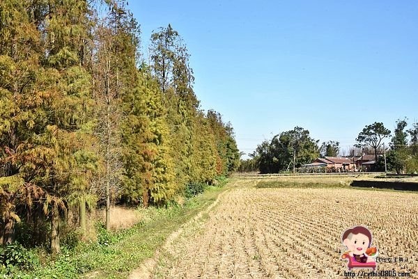 桃園楊梅景點-楊梅落羽松祕境-隱藏版的夢幻落羽松森林來了，超療癒祕境好好拍，假日來瘋狂拍照吧 @民宿女王芽月-美食.旅遊.全台趴趴走