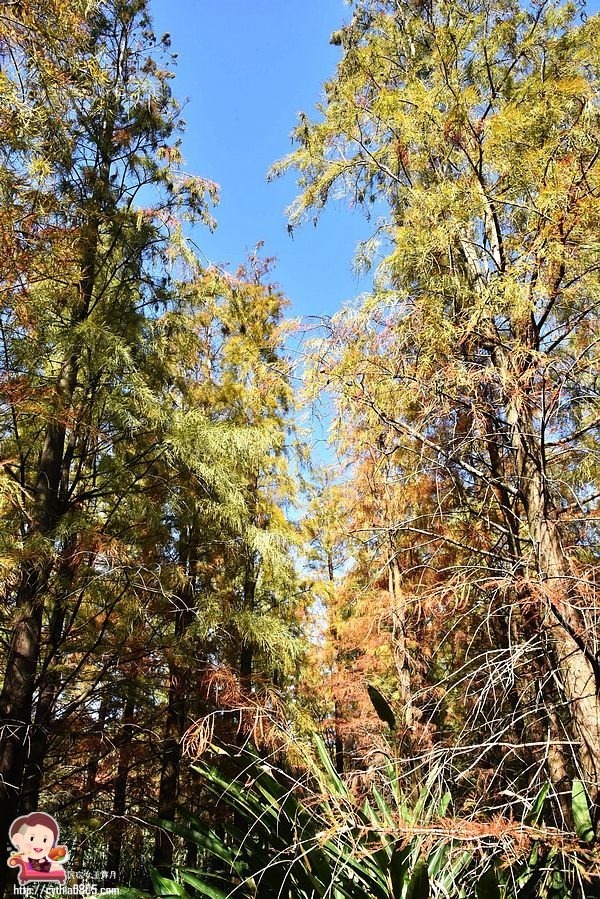桃園楊梅景點-楊梅落羽松祕境-隱藏版的夢幻落羽松森林來了，超療癒祕境好好拍，假日來瘋狂拍照吧 @民宿女王芽月-美食.旅遊.全台趴趴走