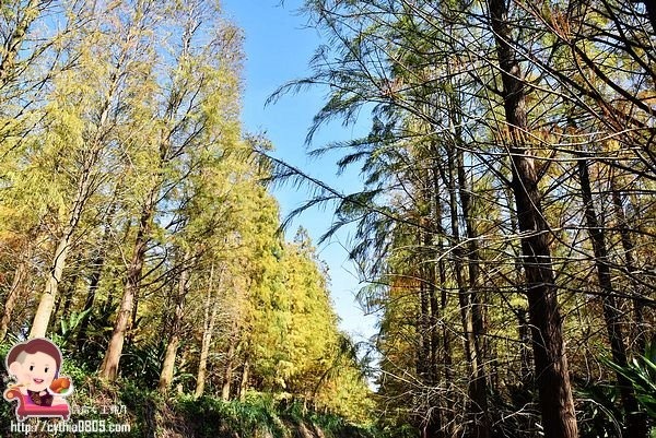 桃園楊梅景點-楊梅落羽松祕境-隱藏版的夢幻落羽松森林來了，超療癒祕境好好拍，假日來瘋狂拍照吧 @民宿女王芽月-美食.旅遊.全台趴趴走