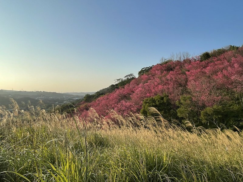 【台灣,桃園市,楊梅區】好美的賞櫻秘境~秀才登山步道。