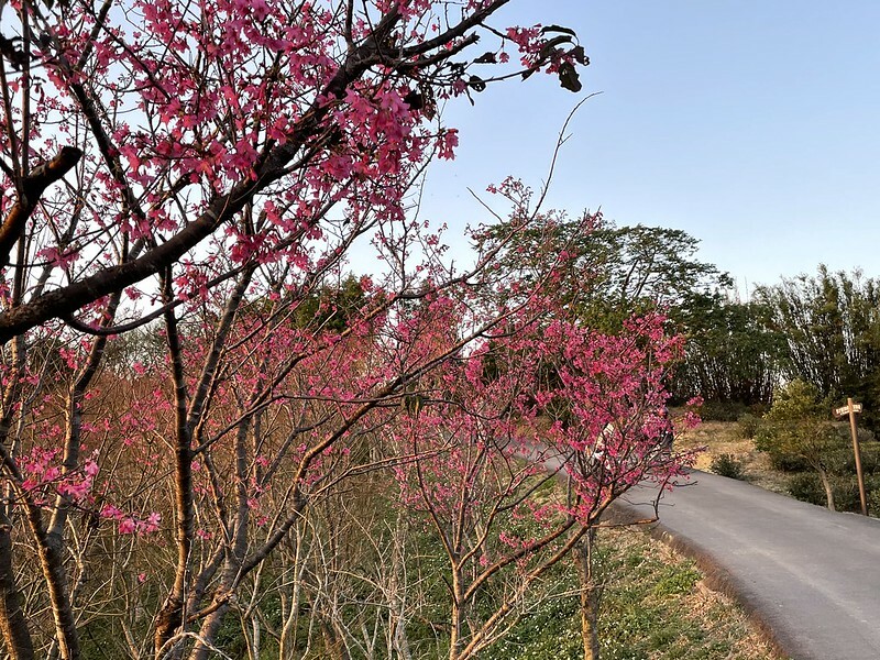 【台灣,桃園市,楊梅區】好美的賞櫻秘境~秀才登山步道。