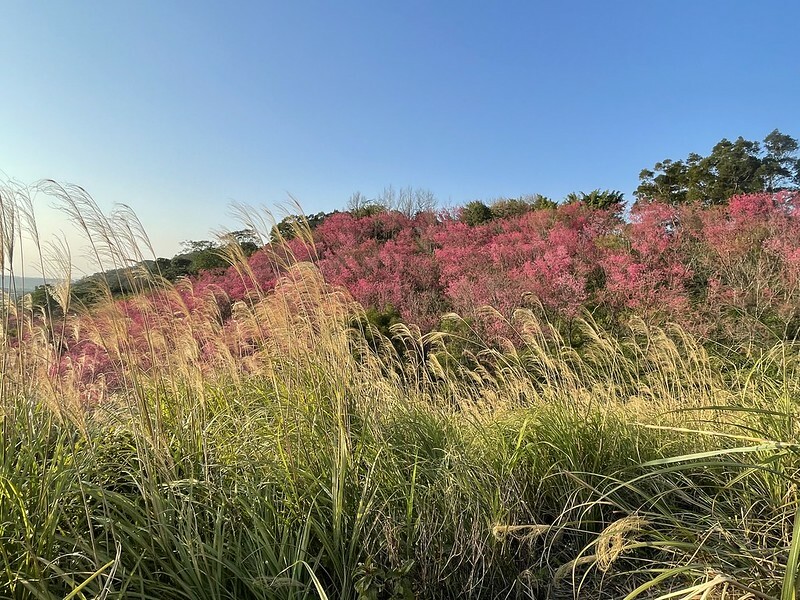 【台灣,桃園市,楊梅區】好美的賞櫻秘境~秀才登山步道。