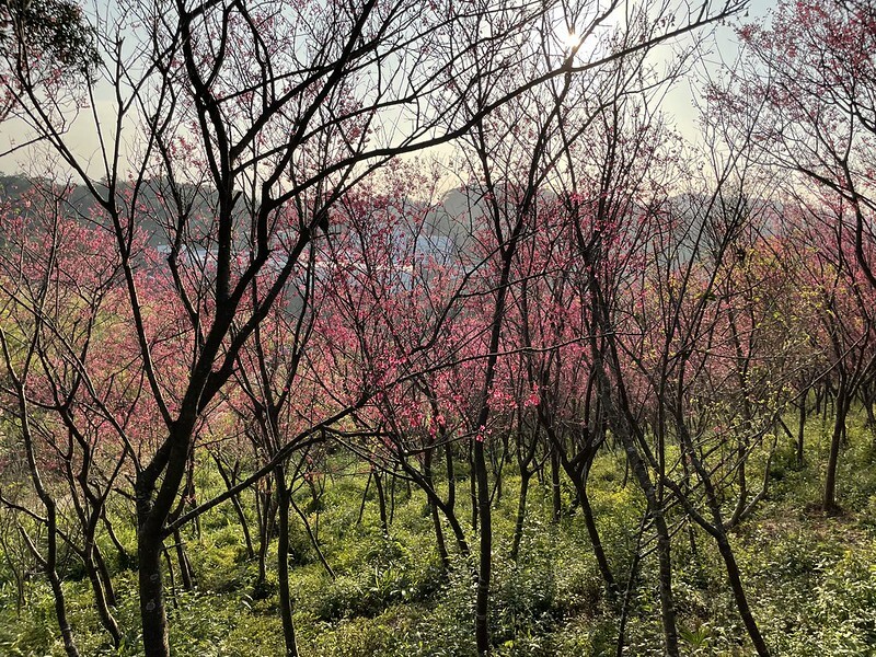 【台灣,桃園市,楊梅區】好美的賞櫻秘境~秀才登山步道。