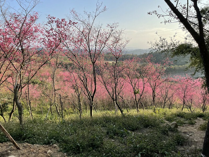 【台灣,桃園市,楊梅區】好美的賞櫻秘境~秀才登山步道。