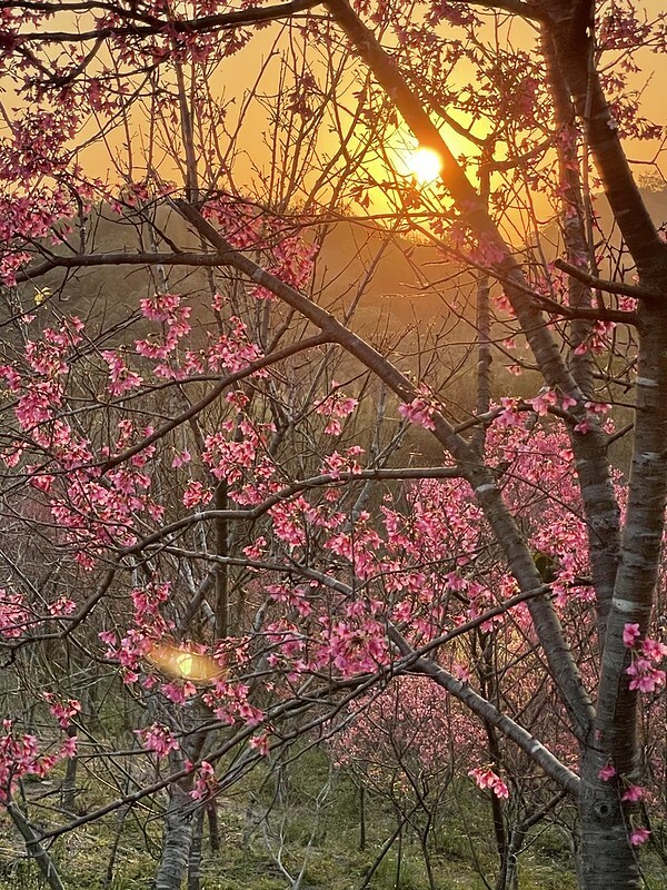 【台灣,桃園市,楊梅區】好美的賞櫻秘境~秀才登山步道。