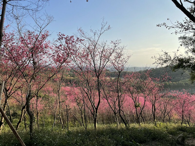 【台灣,桃園市,楊梅區】好美的賞櫻秘境~秀才登山步道。