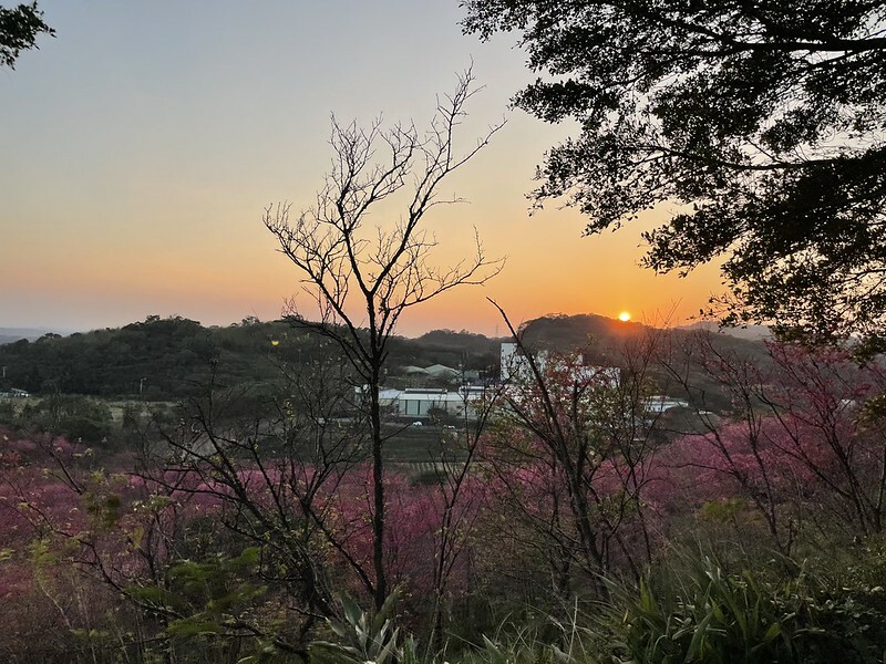 【台灣,桃園市,楊梅區】好美的賞櫻秘境~秀才登山步道。