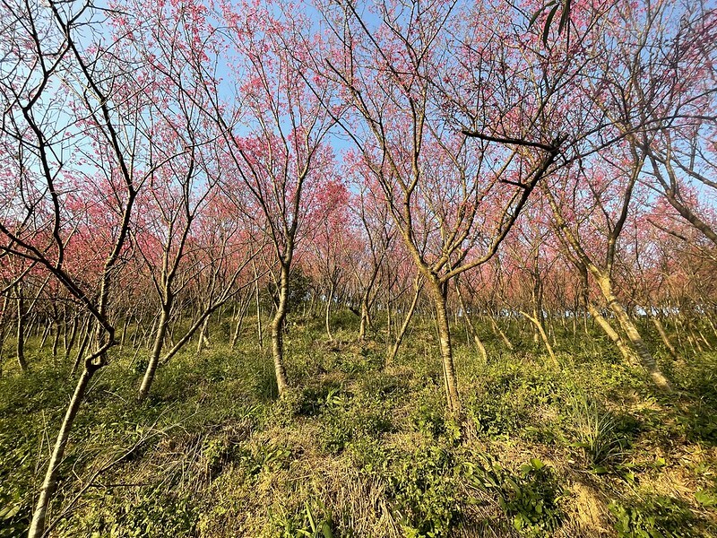 【台灣,桃園市,楊梅區】好美的賞櫻秘境~秀才登山步道。