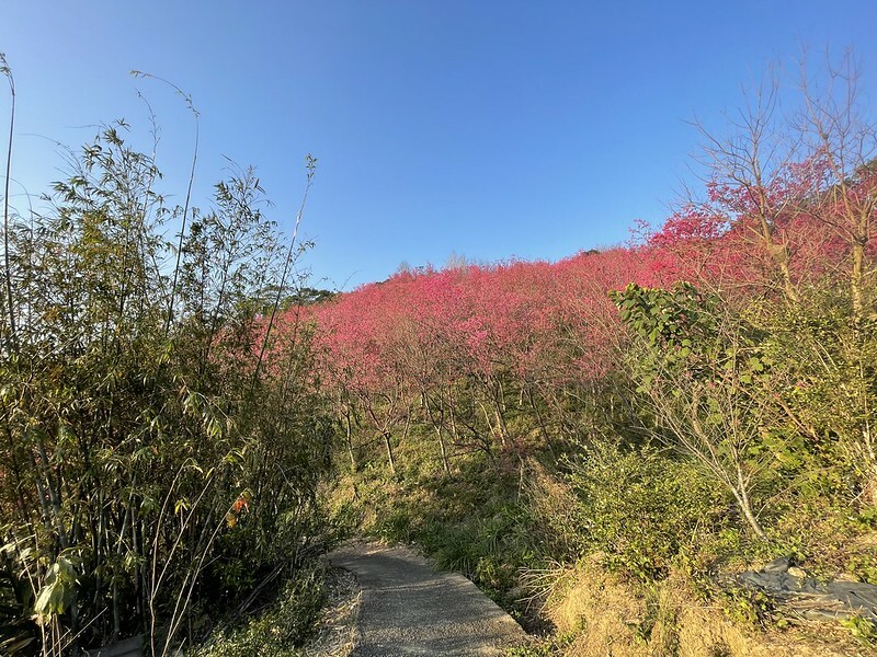 【台灣,桃園市,楊梅區】好美的賞櫻秘境~秀才登山步道。