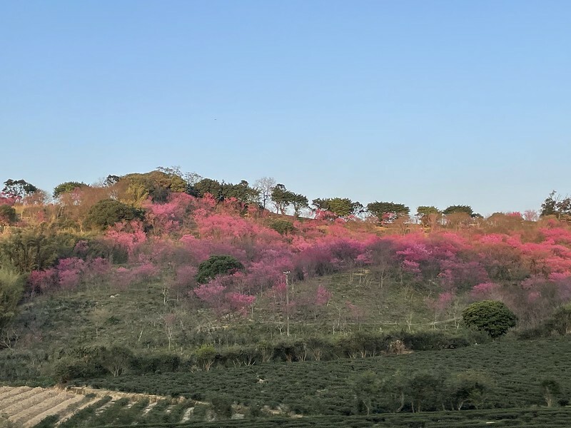 【台灣,桃園市,楊梅區】好美的賞櫻秘境~秀才登山步道。