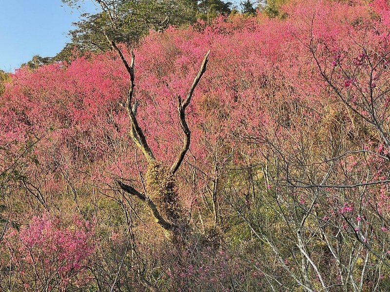 【台灣,桃園市,楊梅區】好美的賞櫻秘境~秀才登山步道。