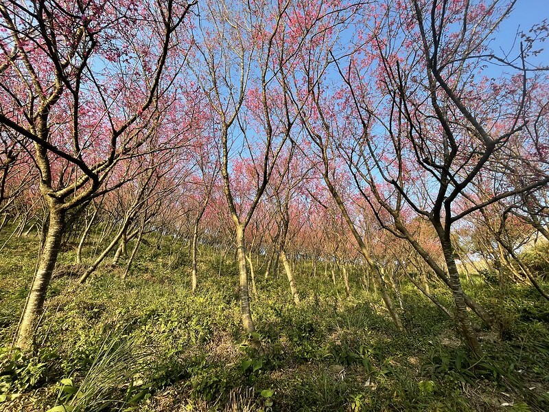 【台灣,桃園市,楊梅區】好美的賞櫻秘境~秀才登山步道。