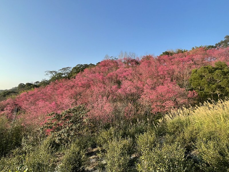 【台灣,桃園市,楊梅區】好美的賞櫻秘境~秀才登山步道。