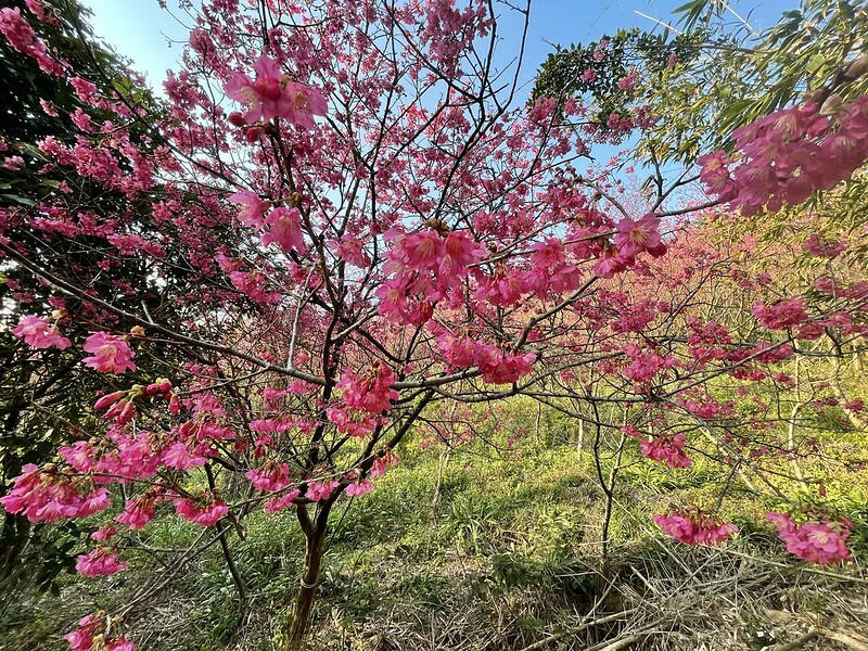 【台灣,桃園市,楊梅區】好美的賞櫻秘境~秀才登山步道。