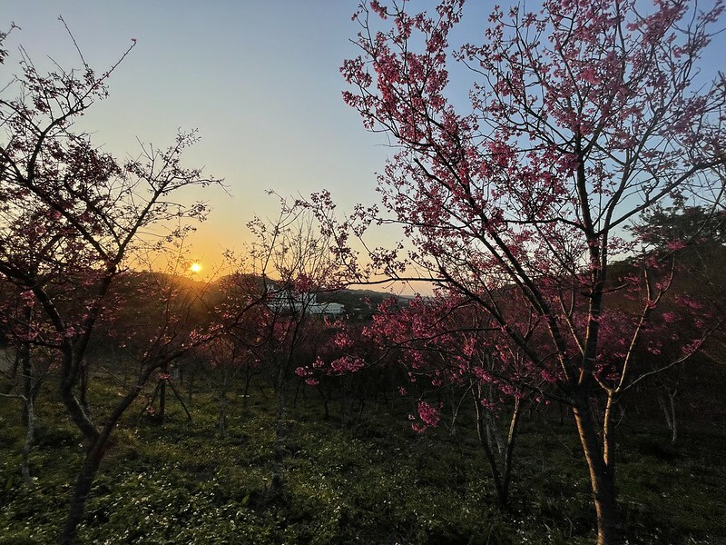 【台灣,桃園市,楊梅區】好美的賞櫻秘境~秀才登山步道。