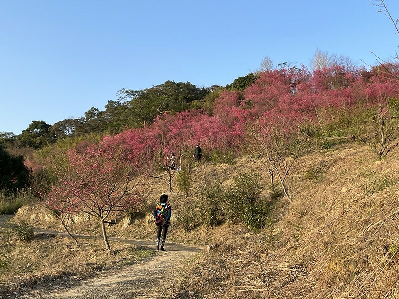 【台灣,桃園市,楊梅區】好美的賞櫻秘境~秀才登山步道。